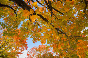 Autumn colors at Old Port Montreal, Canada