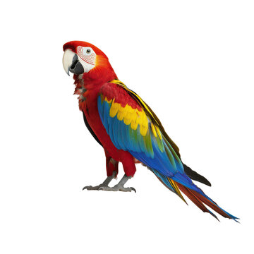 Colorful scarlet macaw parrot bird isolated transparent background  on transparent background