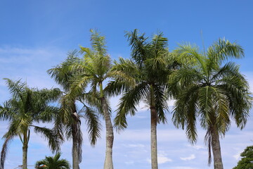 Fototapeta premium tall palm trees against deep blue sky