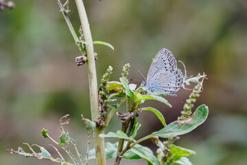 葉上で休むヤマトシジミ