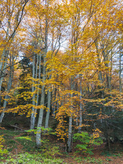 Obraz premium Autumn panorama of Vitosha Mountain, Bulgaria