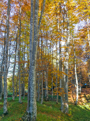 Fototapeta premium Autumn panorama of Vitosha Mountain, Bulgaria