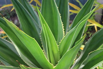 close-up macro large cactus succulent agave