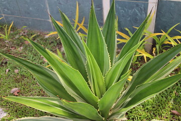 Obraz premium large cactus succulent agave in sunshine against a wall