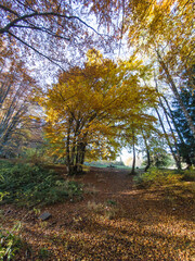 Fototapeta premium Autumn panorama of Vitosha Mountain, Bulgaria