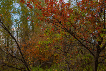 Vibrant autumn Montana foliage