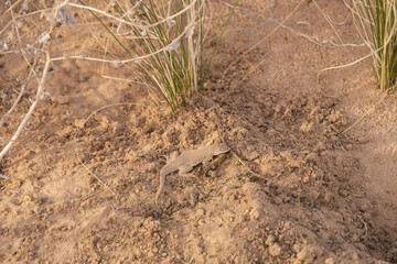 Lizard in the sand
