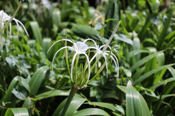 single white blossom with long sender drooping petals and bright orange stamen atop long dark green stems
