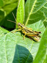 grasshopper 