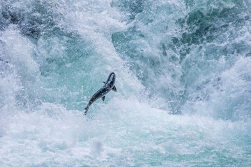 Migrating Salmon at Stamp Falls