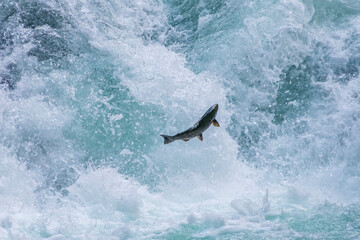 Migrating Salmon at Stamp Falls