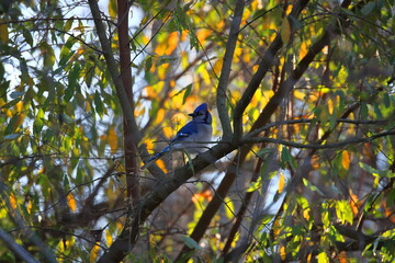 Bluejay Perched On A Branch With Autumn Colors At Sunrise
