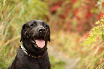 Portrait of adorable Labrador Retriever dog outdoors. Space for text