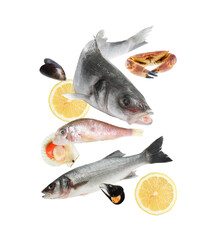 Different sea food in air on white background