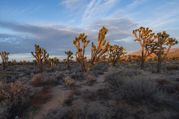 Joshua trees in the desert at sunset