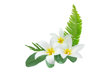 White Plumeria flowers bouquet isolated on transparent background for card and decoration
