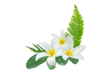 White Plumeria flowers bouquet isolated on transparent background for card and decoration