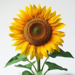 Obraz premium Solitary yellow sunflower with bold petals radiating against a blank white backdrop, emphasizing its bright and cheerful presence. Floral vibrancy concept