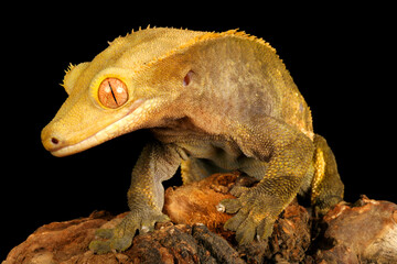 Crested Gecko (Rhacodactylus ciliatus) sitting on a log with back background.