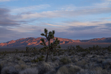 Joshua tree in the desert at sunset