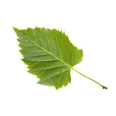 Isolated single birch leaf on a transparent background, highlighting natural beauty and delicate structure.