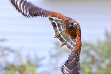 Red shouldered hawk in flight. 