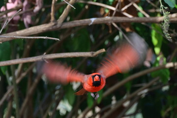 Red bird male cardinal inflight. 