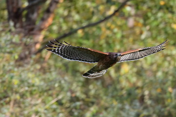 Red shoulderhawk in flight. 
