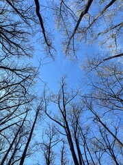 Tree tops in the Blue Ridge Mountains North Carolina April 2023