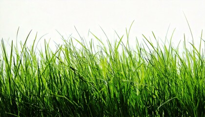 pasto sobre fondo blanco