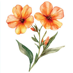 Fototapeta premium wallflower flower watercolor clipart illustration isolated