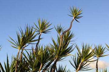 Dracaena tree canopy against a blue sky background