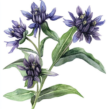 wolfsbane flower watercolor clipart illustration isolated