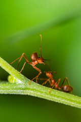 Closeup of three red ants clinging to each other on the edge of a log in a green background.