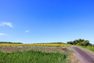 秋の田園風景　愛知県常滑市