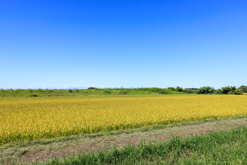 秋の田園風景　愛知県常滑市