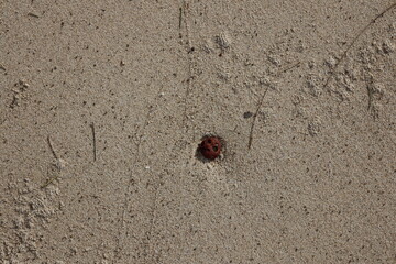 small smooth rounded brown stone with multiple erosion holes laying on sandy beach