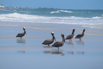 Group of pelicans on ocean background in Atlantic coast of North Florida