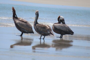 Group of pelicans on ocean background in Atlantic coast of North Florida