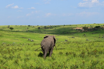 Fototapeta premium elephant in the savannah