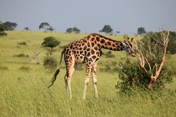 giraffe in the savannah