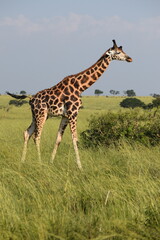 giraffe in the wild