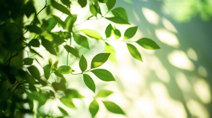 Obraz premium Fresh Green Leaves with Soft Light Background