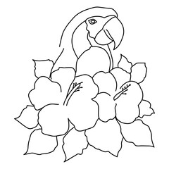 hand drawn  Parrot on flowe