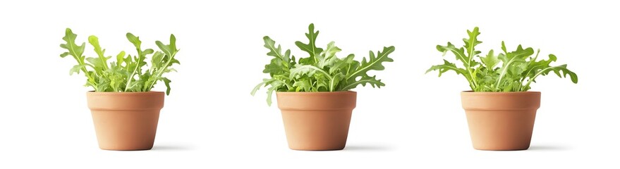 Three pots of fresh arugula