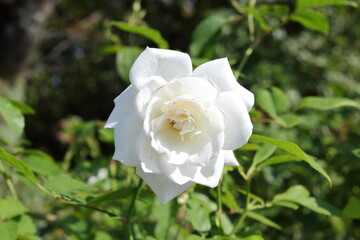 Obraz premium 美麗なバラ (Rosa 'Iceberg')、アイスバーグ