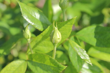 庭を彩るアイスバーグの蕾 (Rosa 'Iceberg')
