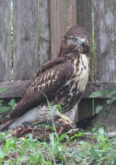 Cooper's hawk hunting in the yard in Florida nature, closeup