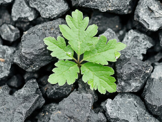 green plant emerging from dark coal, symbolizing hope and resilience