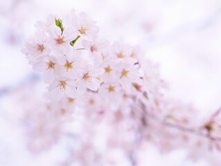 儚げな桜の花